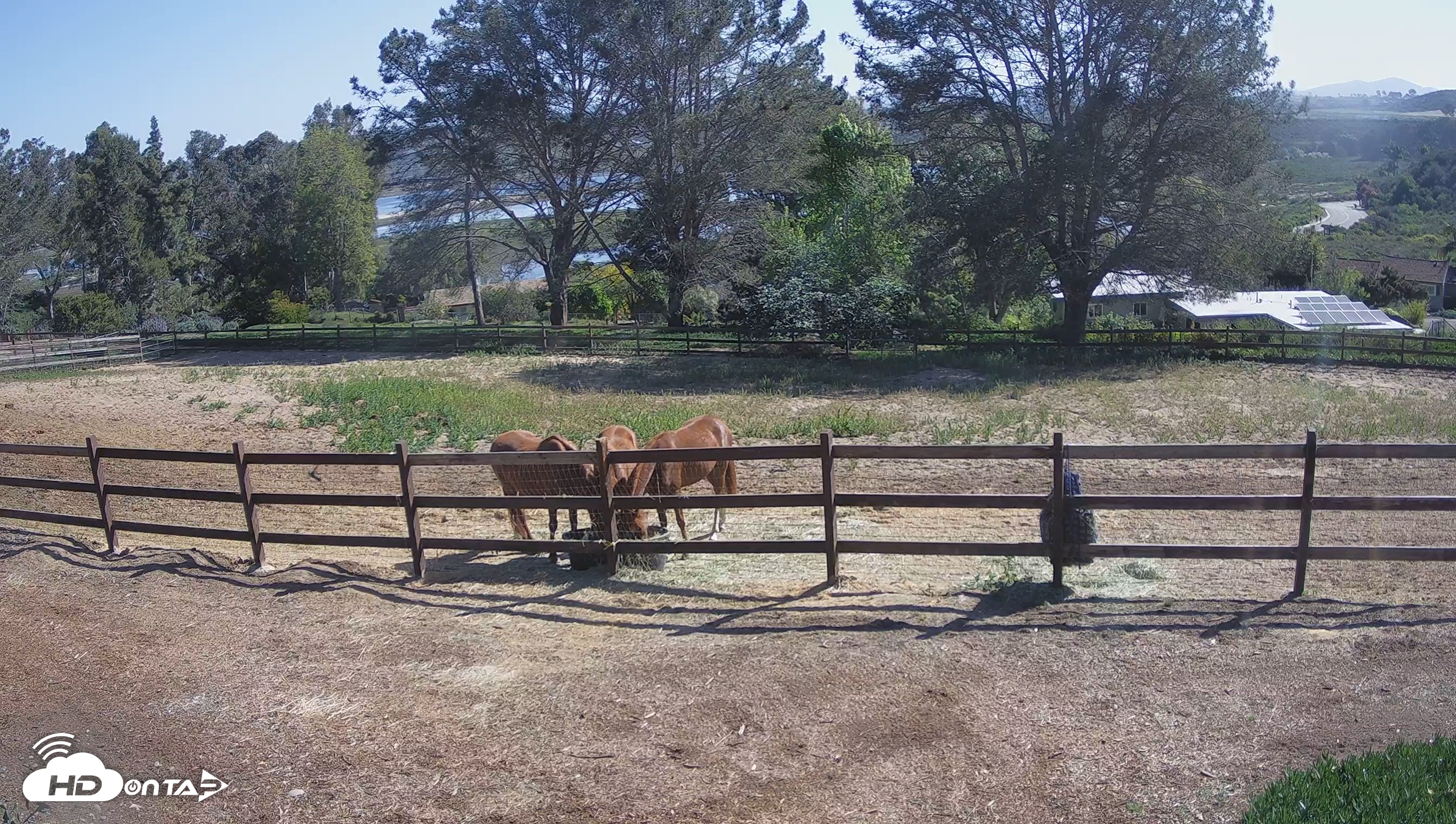 Snapshot of Frankie, Fiji and Hada Live Horse Webcam taken Apr 19, 2025, 9:23am PDT
