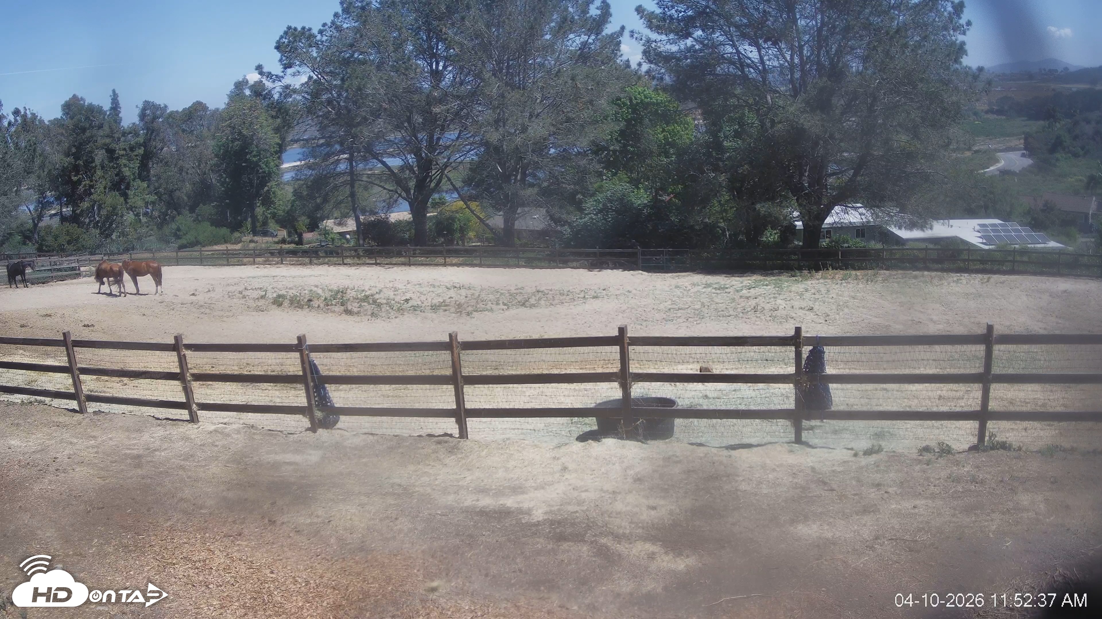 Snapshot of Frankie, Fiji and Hada Live Horse Webcam taken Apr 10, 2026, 11:53am PDT