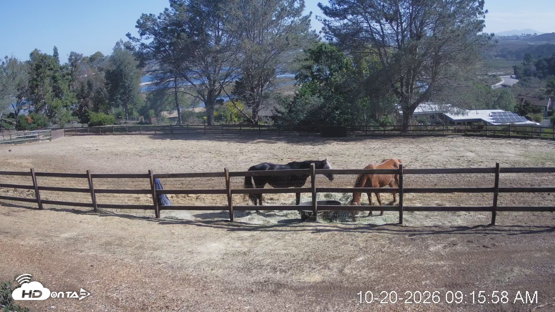 Snapshot of Frankie, Fiji and Hada Live Horse Webcam taken Oct 20, 2026, 10:16am PDT