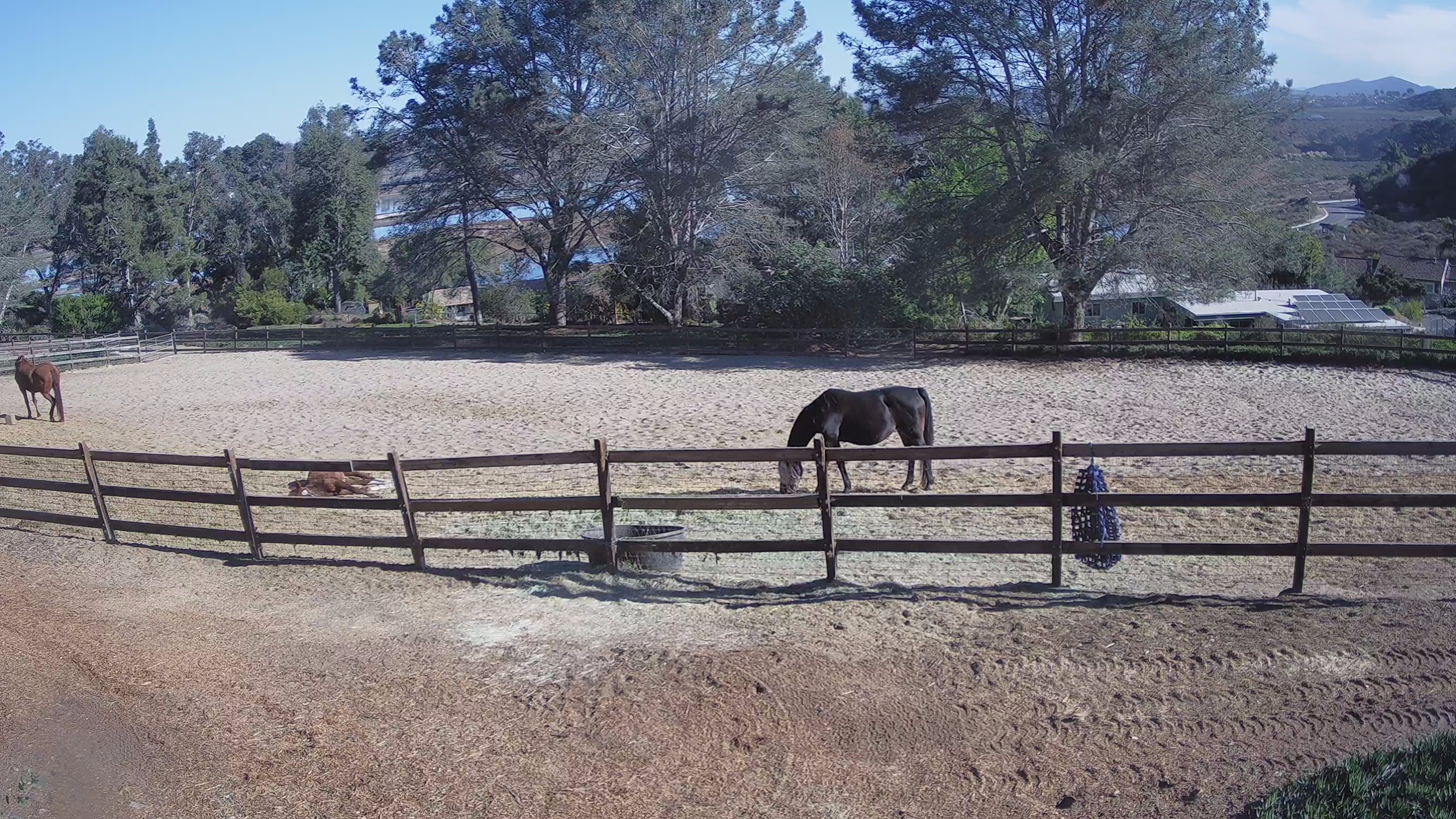 Snapshot of Frankie, Fiji and Hada Live Horse Webcam taken Jan 17, 2025, 5:44am PST