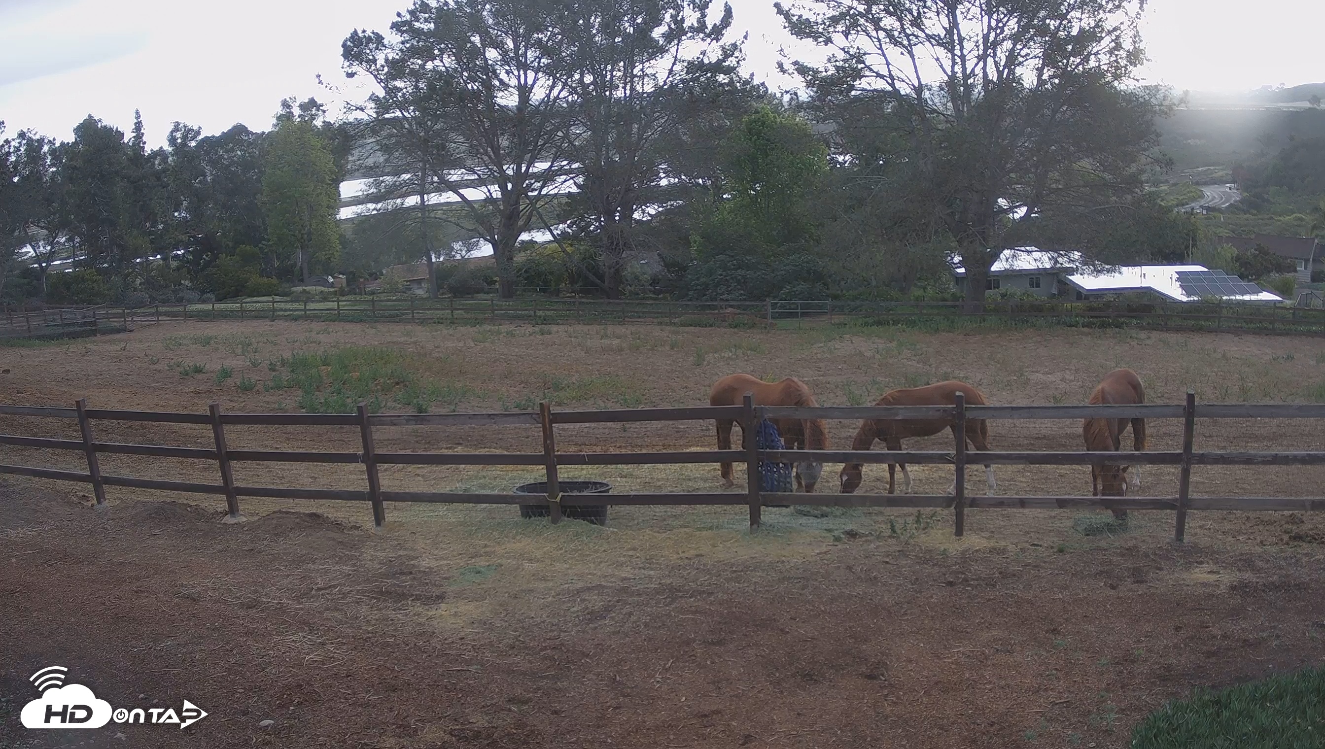 Snapshot of Frankie, Fiji and Hada Live Horse Webcam taken Apr 28, 2025, 7:23am PDT