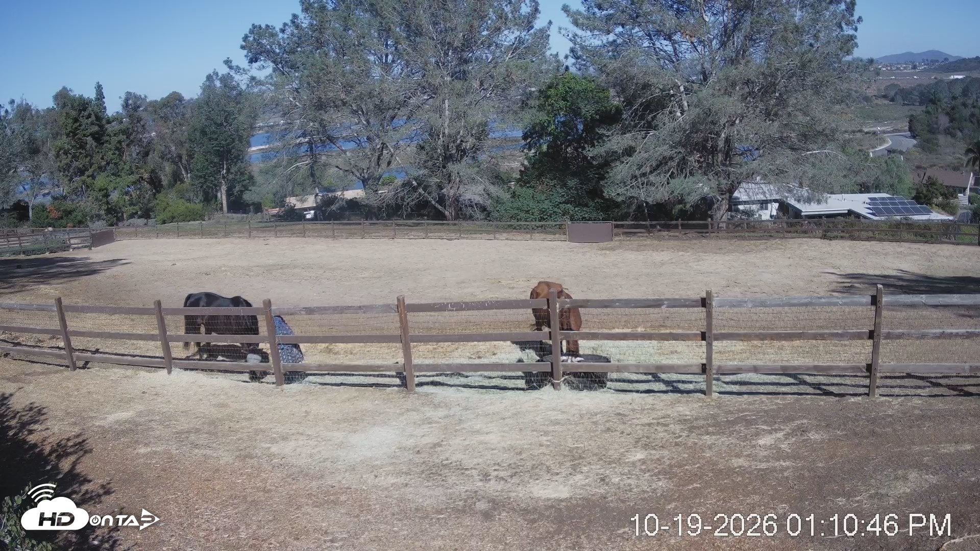 Snapshot of Frankie, Fiji and Hada Live Horse Webcam taken Oct 19, 2026, 2:11pm PDT
