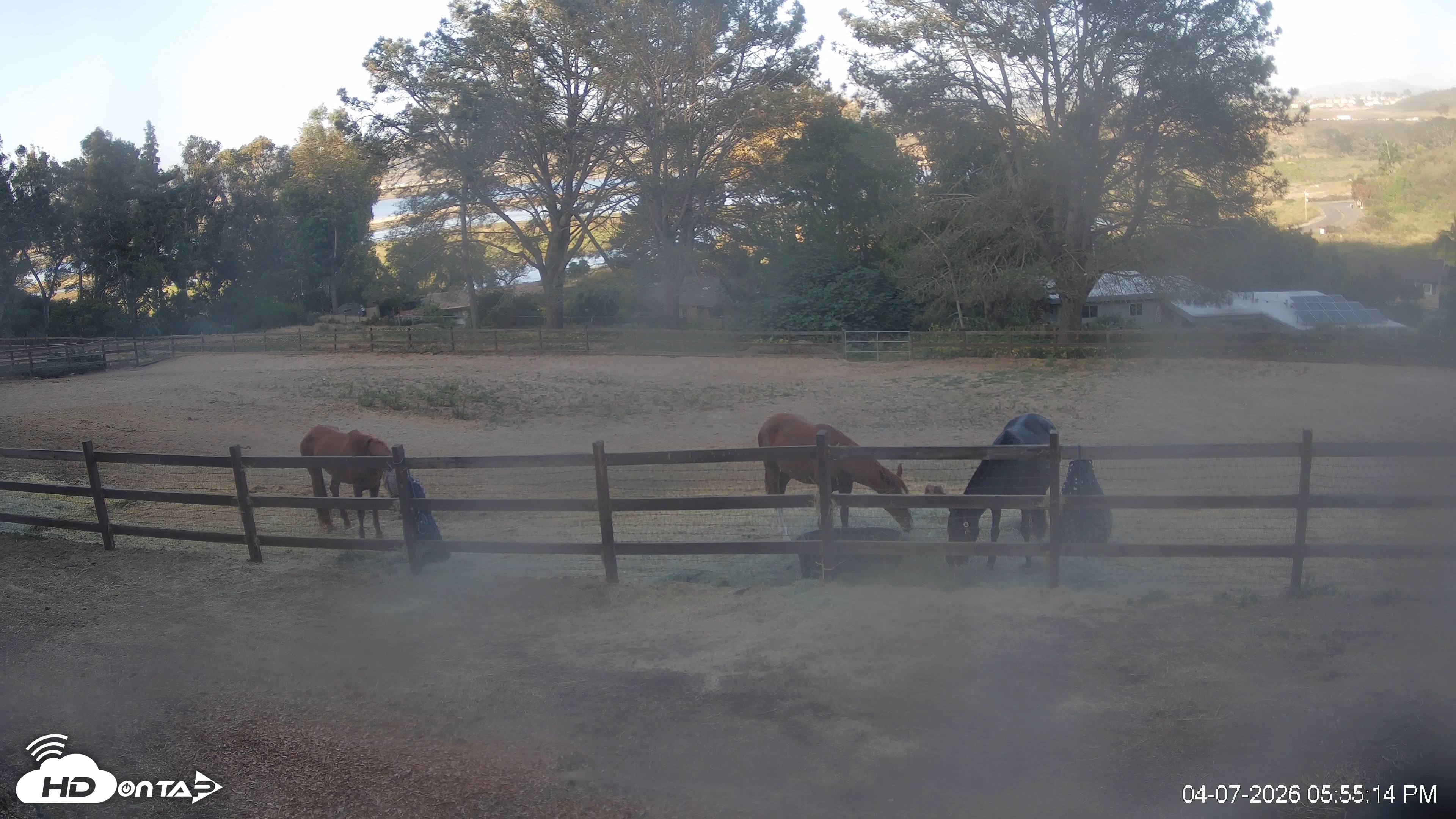 Snapshot of Frankie, Fiji and Hada Live Horse Webcam taken Apr 7, 2026, 5:55pm PDT