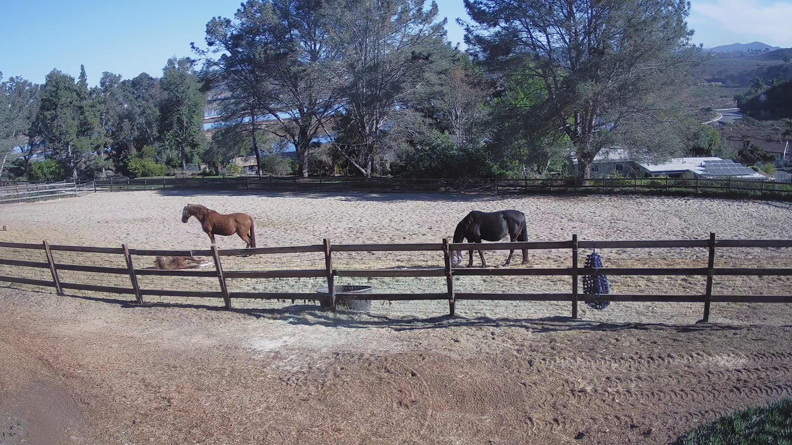 Snapshot of Frankie, Fiji and Hada Live Horse Webcam taken Jan 16, 2025, 9:51am PST
