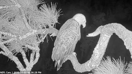 NE Florida Eagles