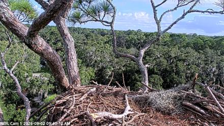 PTZ view of a wild bald eagle nest in Northeast Florida, with Gabrielle and V3, canopy backdrop, infrared night viewing.