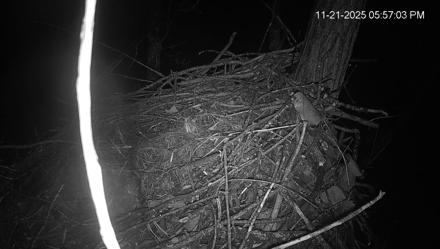 Bald eagle nest at Bortz Family Nature Preserve in Cincinnati, live PTZ views of adults and chicks in a treetop.