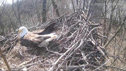 Bald eagle nest at Bortz Family Nature Preserve in Cincinnati, live PTZ views of adults and chicks in a treetop.