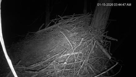 Bald eagle nest at Bortz Family Nature Preserve in Cincinnati, live PTZ views of adults and chicks in a treetop.