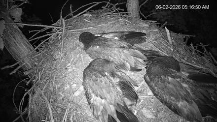 Bald eagle nest at Bortz Family Nature Preserve in Cincinnati, live PTZ views of adults and chicks in a treetop.
