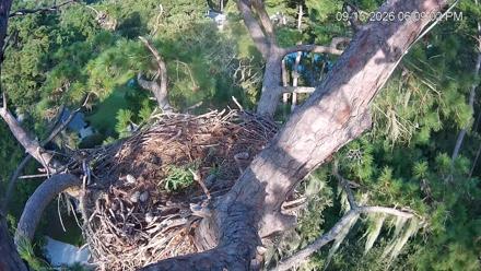 Bald eagles at a nest high in a pine above marshland on Dataw Island, Saint Helena, South Carolina.