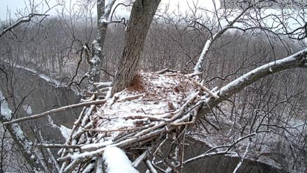 Live Bald Eagle nest in Leesburg, Virginia, with a wide fixed view and PTZ closeups that reveal the creek and forest surrounding the nest tree.