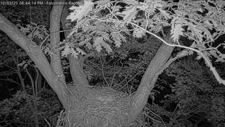 West Michigan Eagles Nest