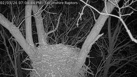 Bald eagle nest perched atop branches in West Michigan, framed by trees and sky