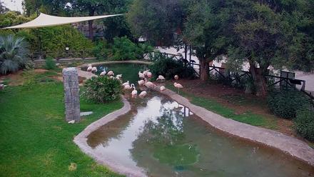 Live view of flamingos gathered around the pond at Reid Park Zoo in Tucson Arizona.