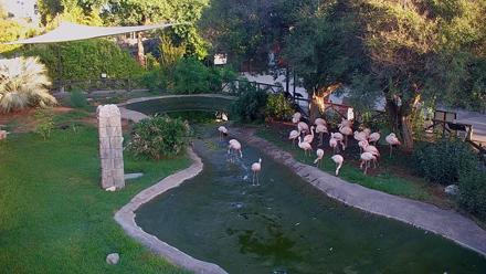 Live view of flamingos gathered around the pond at Reid Park Zoo in Tucson Arizona.