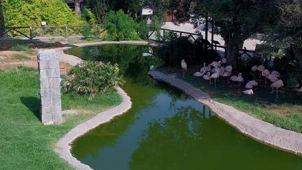 Live view of flamingos gathered around the pond at Reid Park Zoo in Tucson Arizona.