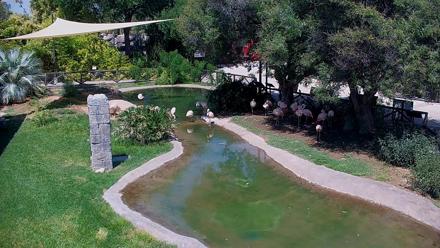 Live view of flamingos gathered around the pond at Reid Park Zoo in Tucson Arizona.