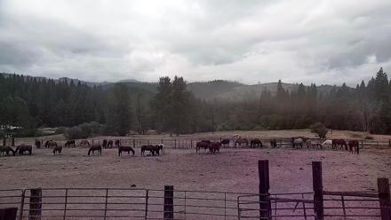 Live webcam view of horses trotting in the main arena at Greenhorn Ranch in Quincy, California.