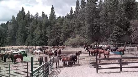 Live webcam view of horses trotting in the main arena at Greenhorn Ranch in Quincy, California.