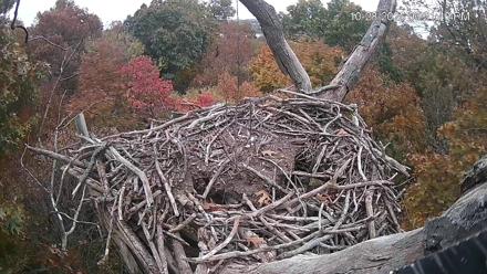 Bald eagle perched in its nest atop a suburb forest backdrop under soft daylight