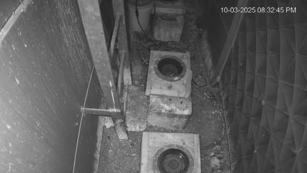 Reston Town Center Falcon Cam Live