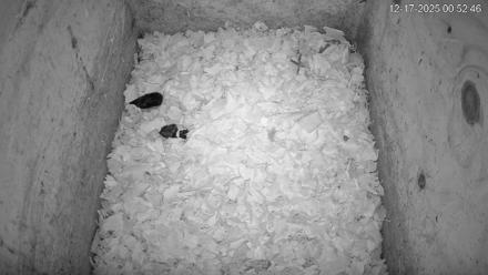 Barn owl nest box live cam in Marshall, North Carolina, showing interior shavings and an exterior PTZ view.