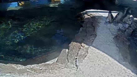 Live view of African penguins swimming and diving at the Birch Aquarium exhibit in La Jolla, California.