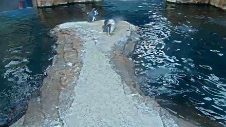 Live view of African penguins swimming and diving at the Birch Aquarium exhibit in La Jolla, California.