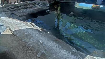 Live view of African penguins swimming and diving at the Birch Aquarium exhibit in La Jolla, California.