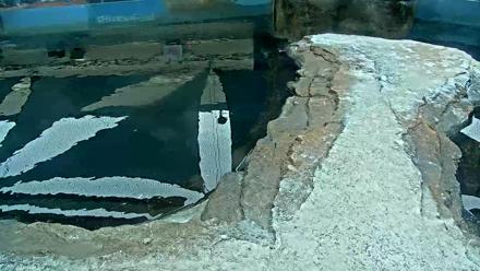 Live view of African penguins swimming and diving at the Birch Aquarium exhibit in La Jolla, California.
