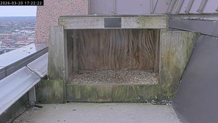 A 4K view of Richmond falcons on a downtown ledge and nest box, with the female on eggs and the male nearby.