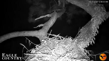 Live view of Skye and Blaze at their bald eagle nest in Southwest Florida with close up and wide angle PTZ camera views.
