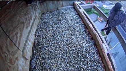 Peregrine falcons nesting in a rooftop box in Utica New York with multiple live webcam angles showing their activity.