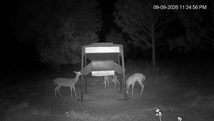 A deer feeder set in a wooded clearing in Georgia with several deer gathered under leaf-strewn trees.