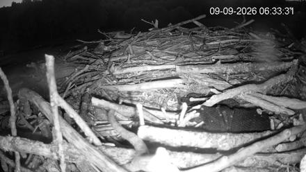 Empty osprey nest with green plants growing inside overlooking Pleasant Hill Lake marina and wooded shoreline