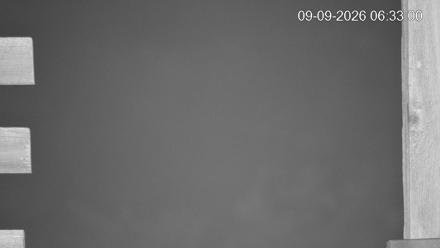 Barn owl nest box live cam in Marshall, North Carolina, showing interior shavings and an exterior PTZ view.