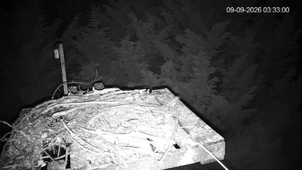 Osprey platform nest with branches and foliage in Medina, Washington under a clear sky