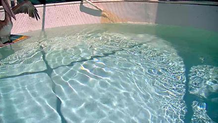 Birds swimming and perched around a shallow rehabilitation pool inside a wildlife rescue facility