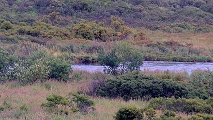 Kodiak brown bears roam the Dog Salmon River near Frazer Lake in Alaska's wildlife refuge!