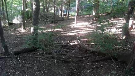 Live view of red wolves Jacques and Sage at the Wolf Conservation Center in New York showing their wooded exhibit and den area.