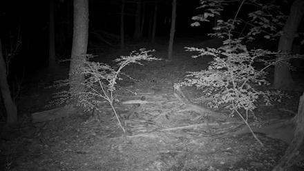 Live view of red wolves roaming among trees and leaves in the off exhibit enclosure at the Wolf Conservation Center in New York.