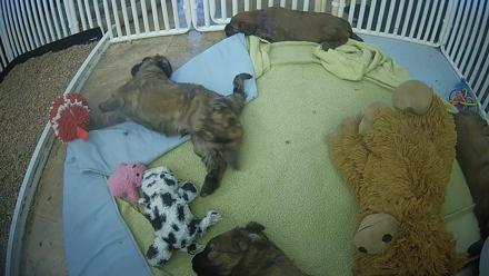 Briard puppies rest and play in a breeder's puppy pen in Dewey Humboldt, Arizona.