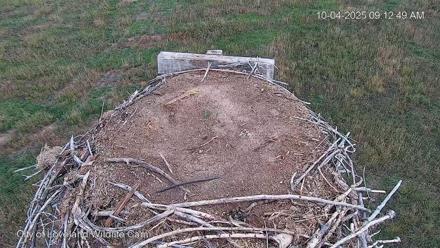 City of Loveland Ospreys
