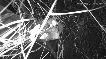 Wildlifers Deer Feeder Cam