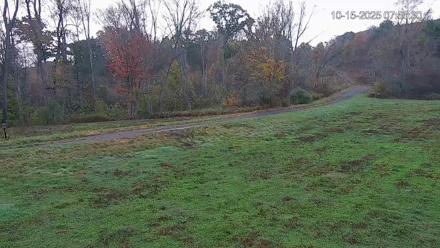 Live updating image from a webcam overlooking Elk and Deer In a Field