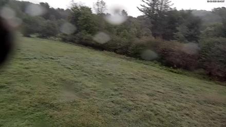 Live updating image from a webcam overlooking Elk and Deer In a Field