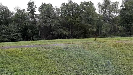 Live updating image from a webcam overlooking Elk and Deer In a Field