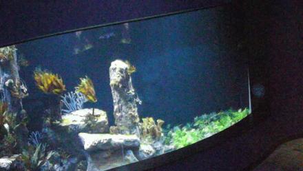 Birch Aquarium Seadragons