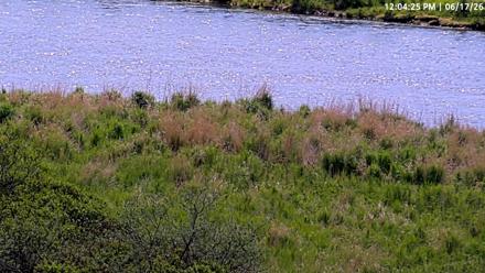 Kodiak brown bears roam the Dog Salmon River near Frazer Lake in Alaska's wildlife refuge!
